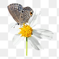 Brown butterfly png, on flower, transparent background