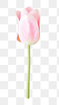 Pink tulip png collage element, transparent background