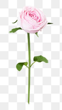 Pink rose png collage element, transparent background