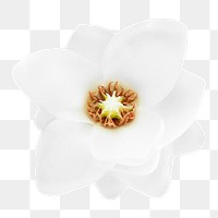 White magnolia png collage element, transparent background