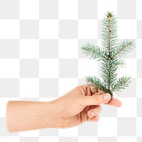 Png christmas fir pine leafs, isolated object, transparent background