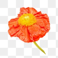 Orange flower png collage element, transparent background