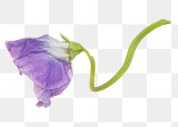 Purple png flower, transparent background