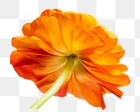 Orange flower png element, transparent background