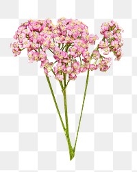 Pink small flower png bouquet, transparent background