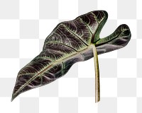 Tropical alocasia leaf png, transparent background