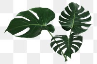 PNG Split leaf philodendron, monstera plant   transparent background