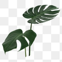 PNG Split leaf philodendron, monstera plant transparent background