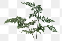 PNG Fresh green leatherleaf fern  transparent background