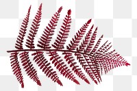 PNG Red colored leatherleaf fern  transparent background