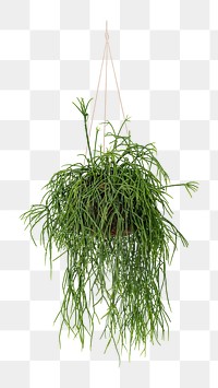 PNG Hanging grass plant  transparent background