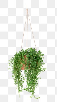 PNG Angel vine  indoor hanging plant transparent background