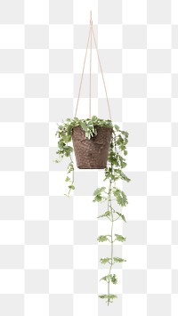 PNG English ivy  indoor hanging plant transparent background