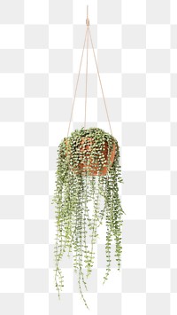 PNG Angel vine  indoor hanging plant transparent background