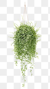 PNG Angel vine  indoor hanging plant transparent background