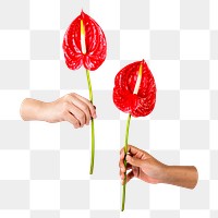 PNG PNG red anthuriums, held by hands transparent background