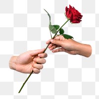 PNG Red rose, given to lover transparent background