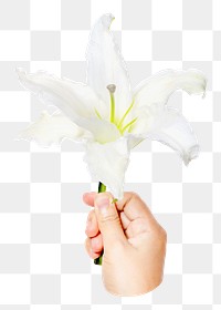 PNG PNG white lily, held by hand transparent background