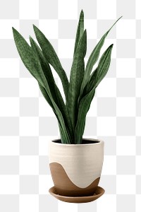 PNG Houseplant home decor transparent background