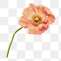 PNG Poppy flower, collage element, transparent background