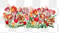 Exotic tulip flower png divider, colorful illustration, transparent background