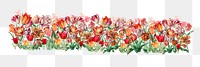 Exotic tulip flower png divider, colorful illustration, transparent background