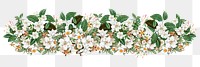 Aesthetic jasmine flower png divider, botanical illustration, transparent background