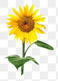 PNG sunflower, collage element, transparent background