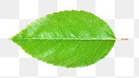 Green leaf png, transparent background