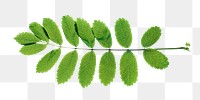 Green leaf png, transparent background