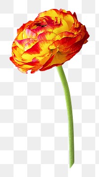 Colorful ranunculus floral png, transparent background