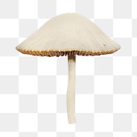 Organic white mushroom  png, transparent background