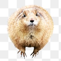 Gopher animal png collage element, transparent background