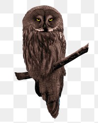 Black owls png, transparent background