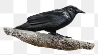 Black crow png, transparent background