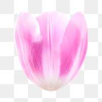 Pink tulip png flower, transparent background