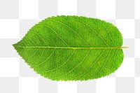 Mint green leaf png, transparent background