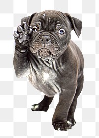 Bulldog puppy png collage element, transparent background