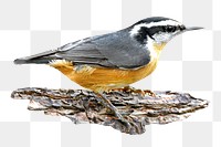 Red nuthatch png, transparent background