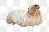 Horned sheep png, design element, transparent background