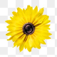 Sunflower png collage element, transparent background