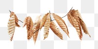 Png brown dry leaves, transparent background