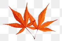 Dry maple png leaf, transparent background