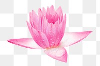 Pink lotus flower png, transparent background