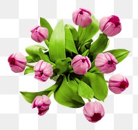 Pink tulip png flowers, transparent background