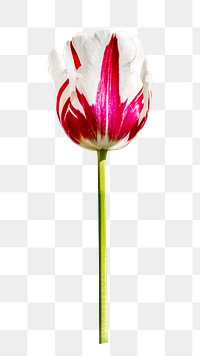 Ombre pink tulip png, transparent background