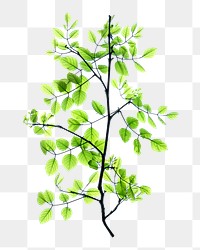 Green tree branch png, transparent background