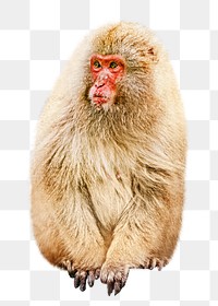 Snow monkey png, design element, transparent background