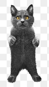 Standing cat png, isolated design, transparent background