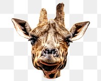 Giraffe face png, design element, transparent background